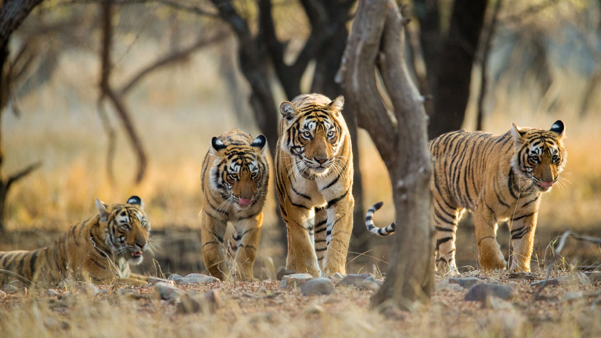 Luxury tiger safaris in India