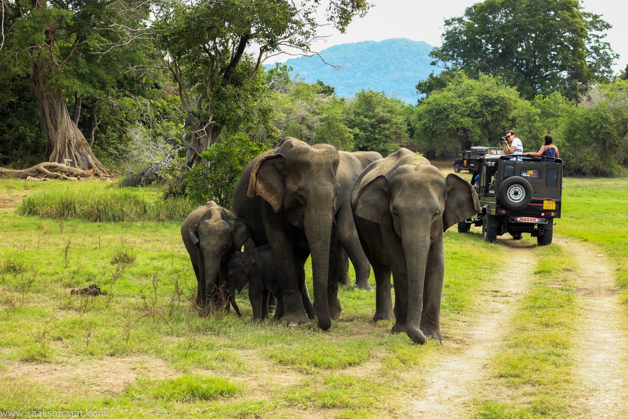 A Tale of Two Safaris: Africa and India