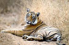 Kanha National Park