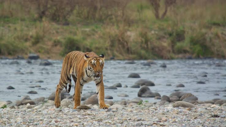 Corbett