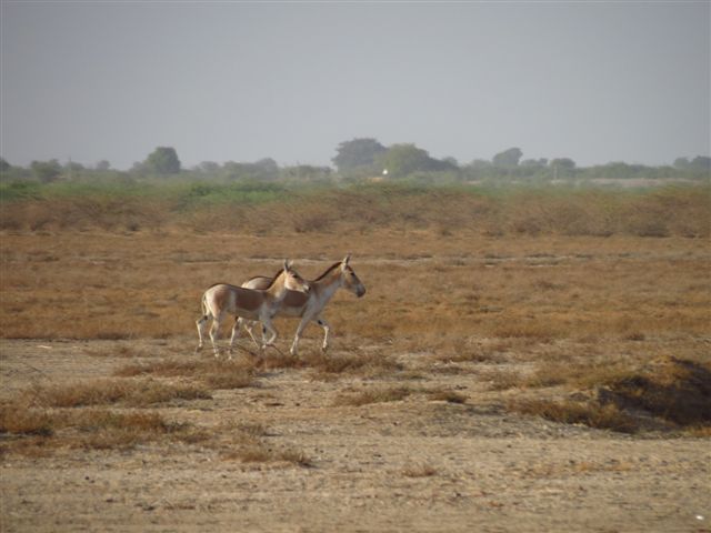 wildlife in Gujarat