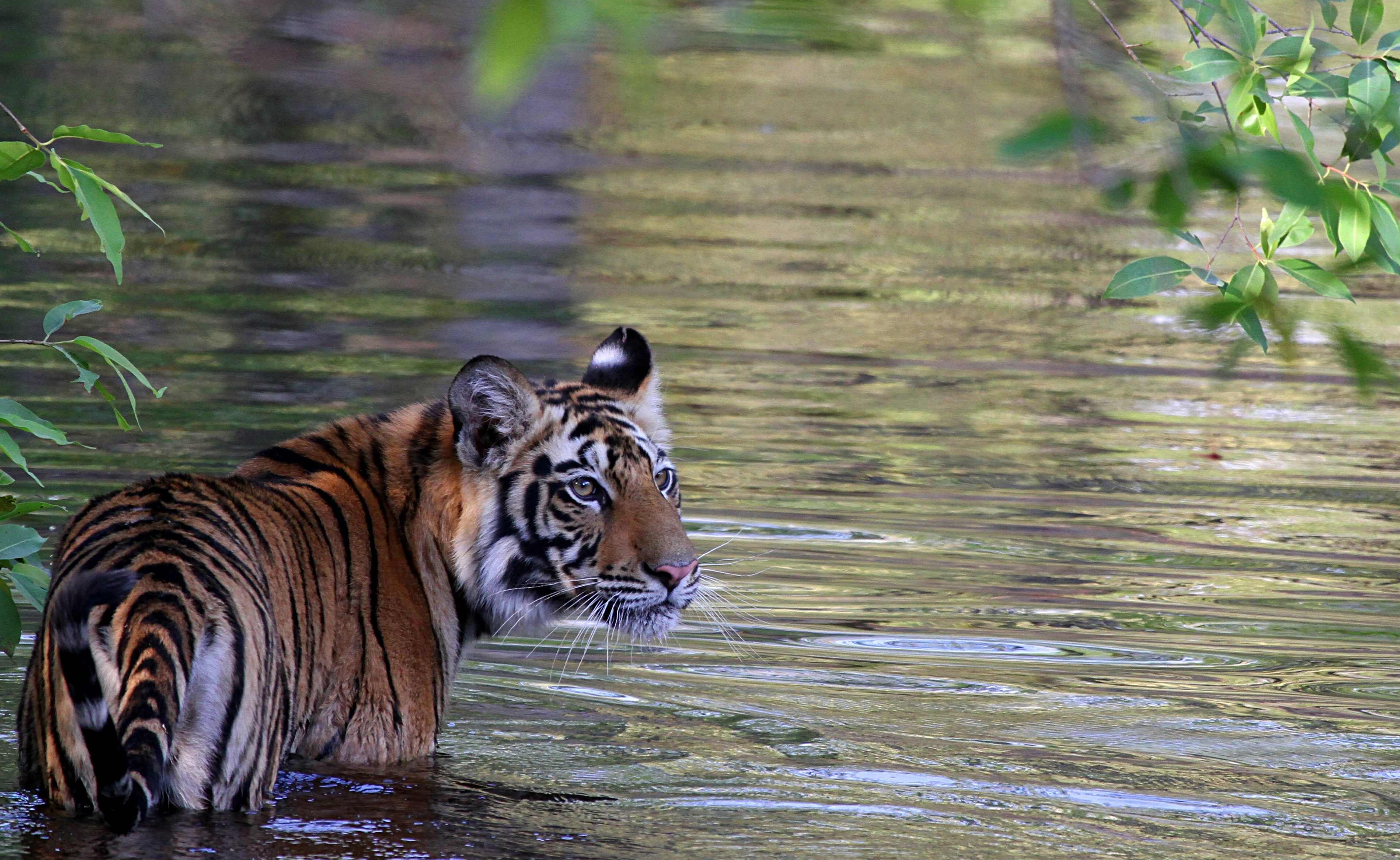 Tiger in India